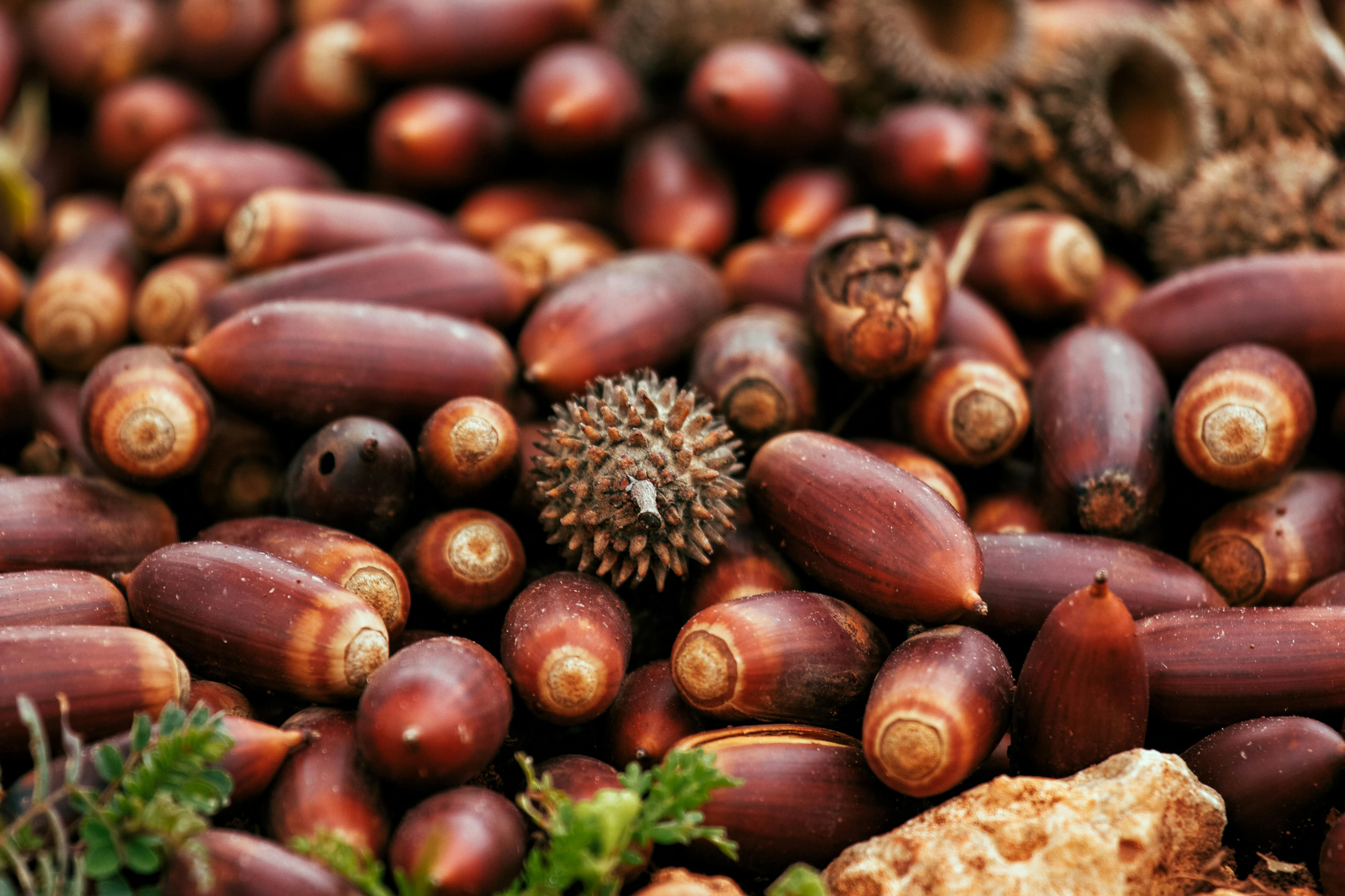 Acorns on grass requiring high Newton force blower